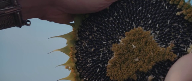 Video Reference: sunflower, Plant, Pollen, Soil, Vegetarian food, Seed