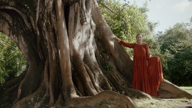 Video Reference: Tree, Bigtree, Trunk, Woody plant, Plant, Old-growth forest, Grove, Adaptation, Woodland, Redwood