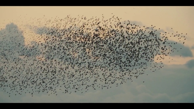 Video Reference: Flock, Bird migration, Bird, Animal migration, Starling, Sky, Wildlife