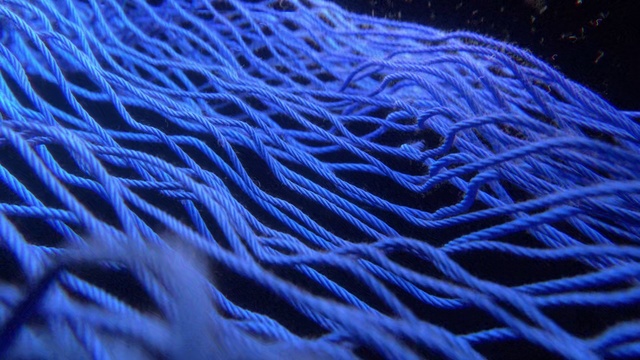 Video Reference: Blue, Electric blue, Water, Cobalt blue, Organism, Textile, Marine biology, Thread, Pattern