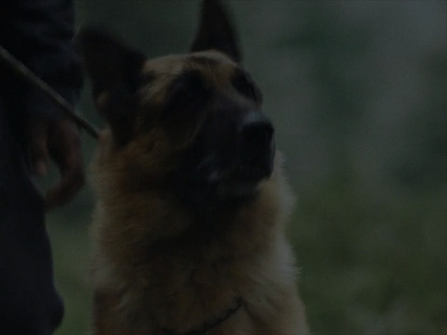 Video Reference: Mammal, Vertebrate, Dog breed, Dog, Canidae, Carnivore, Old german shepherd dog, German shepherd dog, Snout, Belgian shepherd