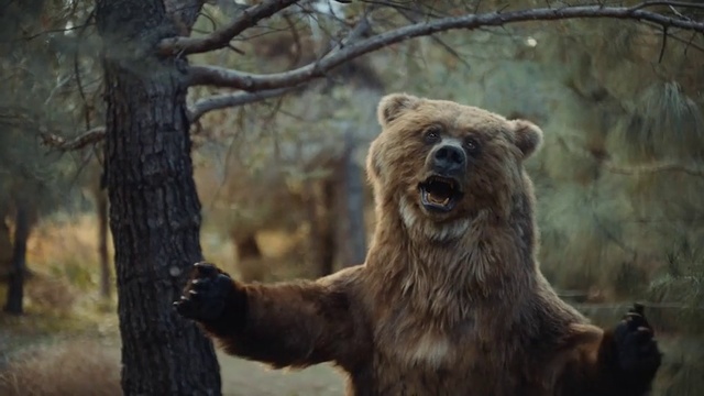 Video Reference: Brown bear, Vertebrate, Grizzly bear, Bear, Mammal, Terrestrial animal, Kodiak bear, Wildlife, Carnivore, Adaptation