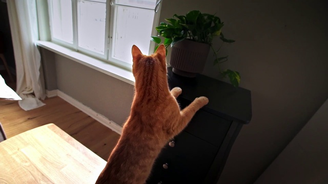 Video Reference: Cat, Felidae, Houseplant, Small to medium-sized cats, Hardwood, Wood, Whiskers, Design, Wood stain, Window