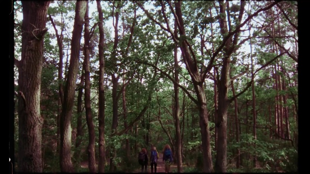 Video Reference: Tree, Forest, Woodland, Nature, Natural environment, Nature reserve, Old-growth forest, Vegetation, Jungle, Natural landscape