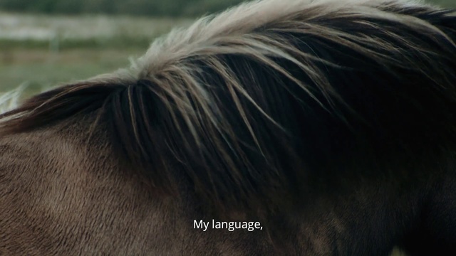 Video Reference: Hair, Horse, Mane, Liver, Livestock, Mustang horse