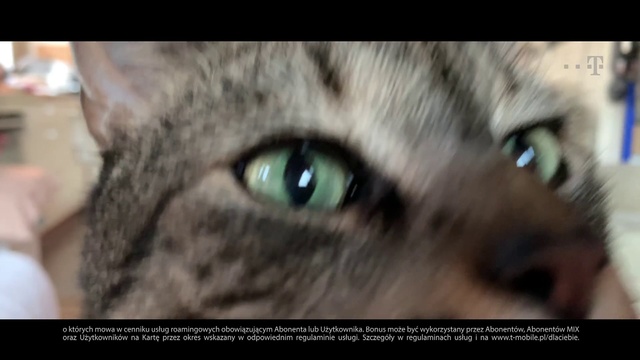 Video Reference: Cat, Mammal, Vertebrate, Small to medium-sized cats, Whiskers, Felidae, Iris, Eye, Close-up, Domestic short-haired cat