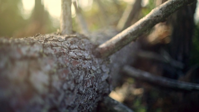 Video Reference: Branch, Tree, Trunk, Plant, Twig, Plant stem, Wood, Sunlight, Forest, Woodland
