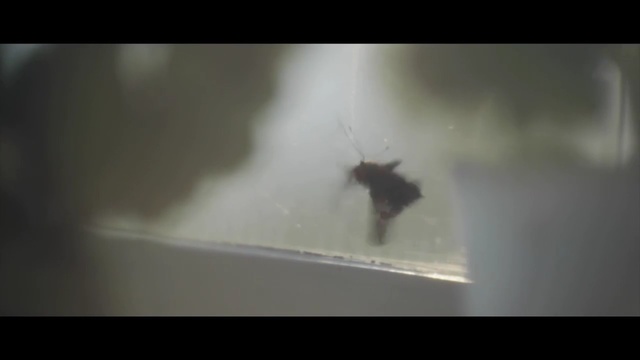 Video Reference: Atmospheric phenomenon, Atmosphere, Sky, Photography, Darkness, Insect, Pest, Macro photography