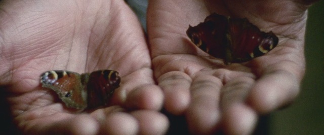 Video Reference: Finger, Hand, Nail, Toe, Insect, Adaptation, Foot, Emperor moths, Pest, Thumb, Person, Indoor, Holding, Small, Sitting, Food, Baby, Cat, Fruit, Black, Table, Man, Eating, Woman, Mouth, Bed, Remote, White, Laying, Playing, Plate, Animal, Invertebrate