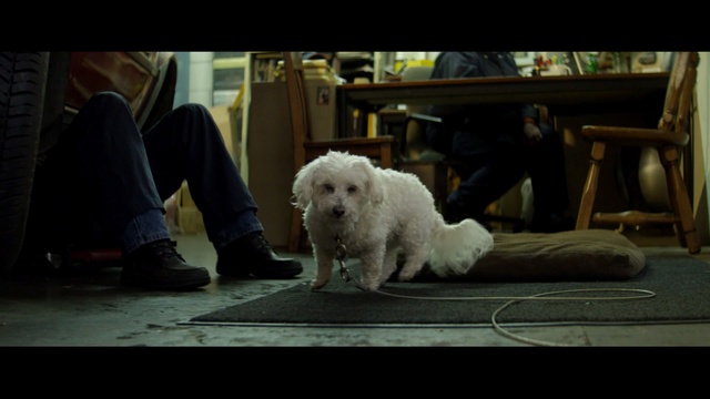 Video Reference: dog, dog like mammal, mammal, vertebrate, dog breed, snapshot, west highland white terrier, maltese, dog breed group, bichon