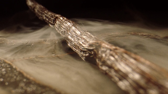 Video Reference: Water, Close-up, Wood, Photography, Macro photography, Plant