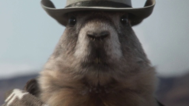 Video Reference: Snout, Hat, Headgear, Fawn, Rodent, Indoor, Looking, Animal, Mammal, Sitting, Wearing, Close, Brown, Staring, Black, Head, Camera, Face, Dog, Front, Computer, Laptop, Cat, White, Eyes, Laying, Standing, Blue