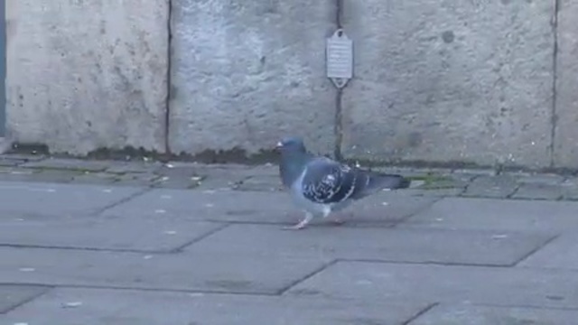 Video Reference: bird, pigeons and doves, fauna, asphalt, beak, road surface, wing