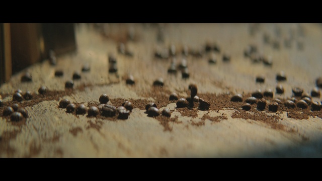 Video Reference: Pest, Ant, Adaptation, Insect, Membrane-winged insect, Photography, Macro photography