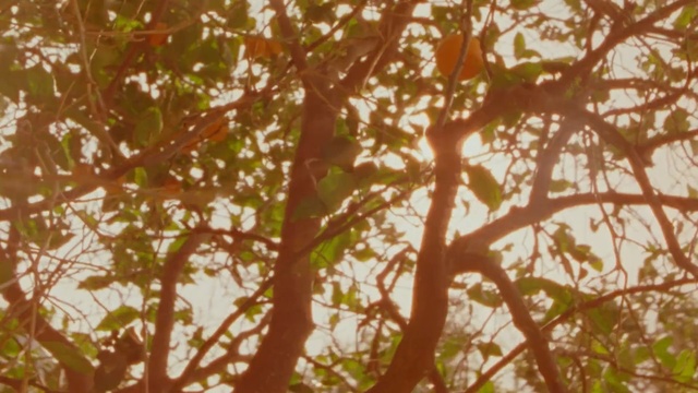 Video Reference: branch, tree, leaf, deciduous, sunlight, wildlife, trunk, sky, autumn, grass, Person