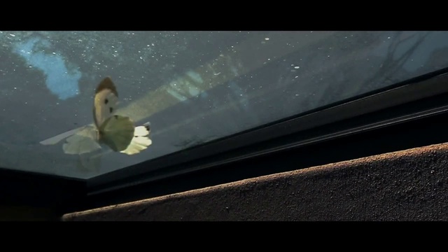 Video Reference: Sky, Atmosphere, Windshield, Organism, Wing, Automotive window part, Darkness, Space, Automotive exterior, Photography, Person