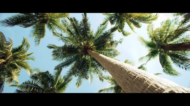 Video Reference: sky, tree, palm tree, arecales, vegetation, date palm, coconut, plant, tropics, borassus flabellifer