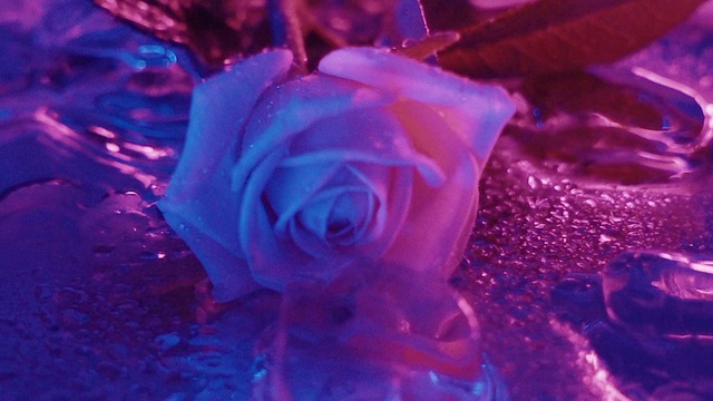 Video Reference: Rose, Blue, Garden roses, Flower, Rose family, Petal, Blue rose, Pink, Rose order, Purple