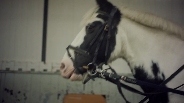 Video Reference: Bridle, Horse, Halter, Horse tack, Horse harness, Rein, Mane, Snout, Mare, Stallion