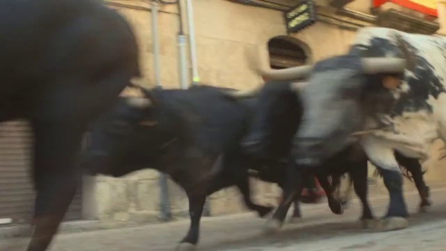 Video Reference: Vertebrate, Mammal, Bovine, Bull, Working animal, Snout, Tradition, Cow-goat family, Livestock, Horn