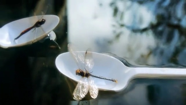 Video Reference: Still life photography, Insect, Flower, Plant, Photography, Macro photography, Membrane-winged insect, Tableware