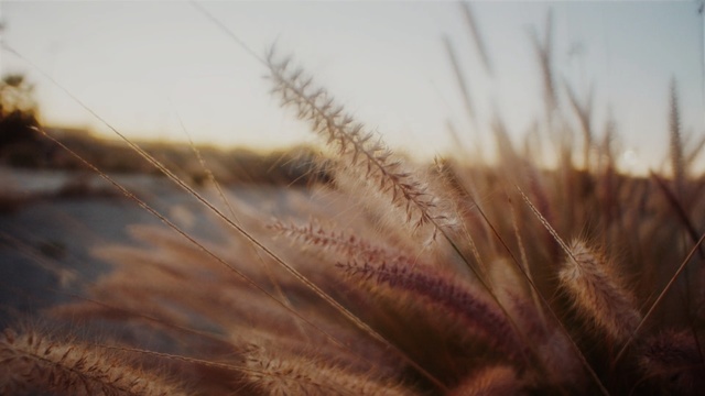 Video Reference: Grass, Plant, Rye, Close-up, Grain, Grass, Food grain, Macro photography, Wheat, Phragmites
