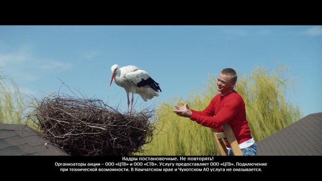 Video Reference: White stork, Bird, Stork, Ciconiiformes, Adaptation, Beak, Photo caption, Stock photography, Photography, Organism