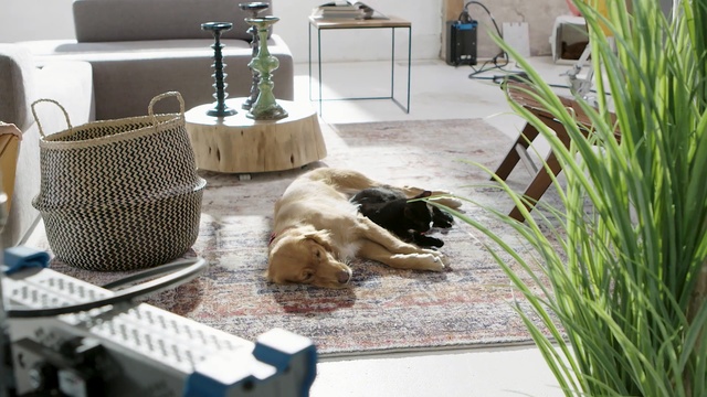 Video Reference: Grass, Canidae, Dog, Grass, Dog breed, Room, Carnivore, Sporting Group, Plant, Fawn