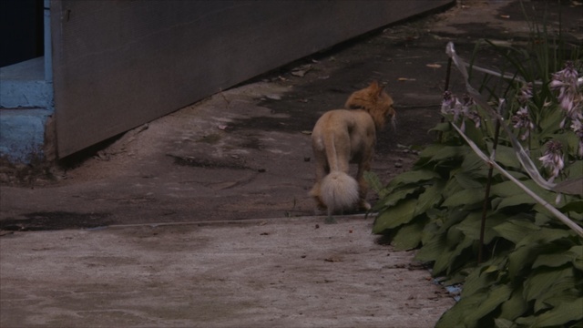 Video Reference: Zoo, Fawn, Wildlife, Sporting Group, Canidae, Carnivore