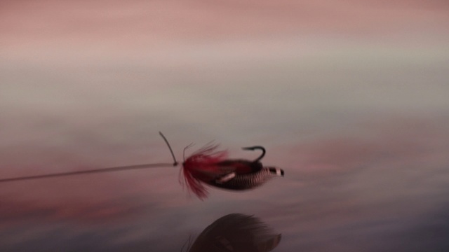 Video Reference: Insect, Pest, Invertebrate, Macro photography, Fly, Beetle, Photography, Close-up, Organism, Calm