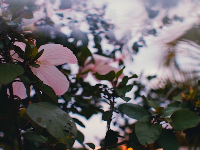 Video Reference: flower, plant, flora, spring, leaf, blossom, petal, sunlight, branch, morning, Person