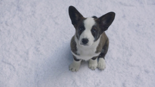Video Reference: Dog, Mammal, Vertebrate, Dog breed, Canidae, Welsh Corgi, Carnivore, Cardigan welsh corgi, Pembroke welsh corgi, Teddy roosevelt terrier