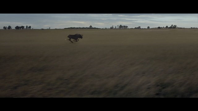 Video Reference: ecosystem, sky, plain, steppe, grassland, prairie, ecoregion, horizon, atmosphere, morning