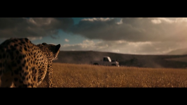 Video Reference: Wildlife, Sky, Grassland, Terrestrial animal, Nature, Felidae, Cheetah, Savanna, Natural environment, Wilderness