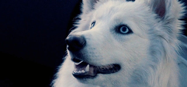 Video Reference: dog breed, dog, dog like mammal, sakhalin husky, dog breed group, nose, siberian husky, snout, greenland dog, canadian eskimo dog