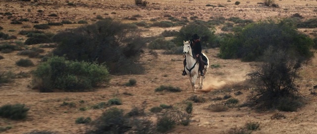 Video Reference: Horse, Trail riding, Pack animal, Mustang horse, Plant community, Ecoregion, Shrubland, Rein, Working animal, Competitive trail riding