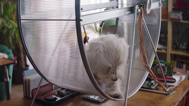 Video Reference: Hammock, Cat