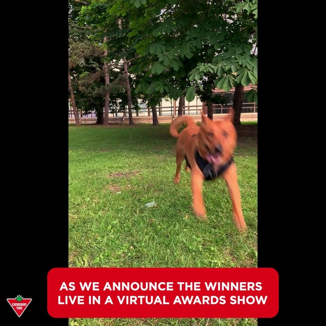 Video Reference: Dog, Plant, Tree, People in nature, Carnivore, Dog breed, Grass, Companion dog, Terrestrial plant, Happy