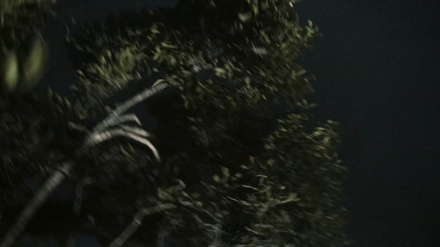 Video Reference: Black, Nature, Darkness, Tree, Organism, Water, Forest, Wildlife, Plant, Space