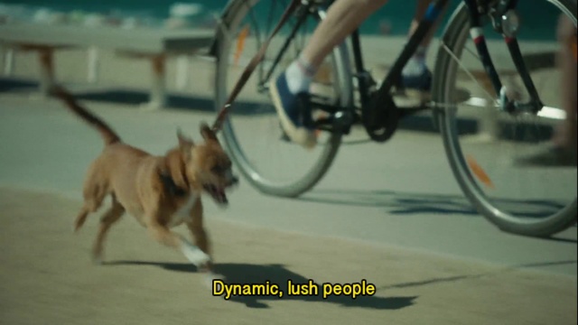 Video Reference: Dog, Canidae, Dog breed, Leash, Carnivore, Snout, Bicycle accessory, Sporting Group, Vehicle, Street dog