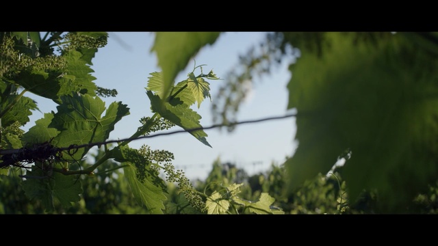 Video Reference: green, leaf, nature, vegetation, branch, tree, sky, flora, biome, sunlight