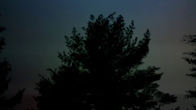 Video Reference: Tree, Sky, Nature, Black, Vegetation, Atmospheric phenomenon, Woody plant, Branch, Biome, Atmosphere, Person