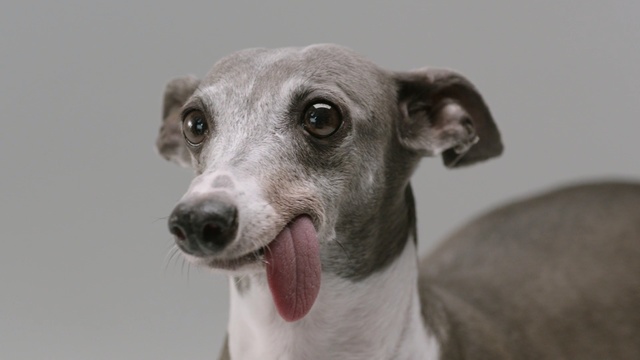 Video Reference: greyhound, racer, dog, hound, hunting dog, pet, canine, puppy, breed, terrier, cute, domestic, adorable, doggy, jack