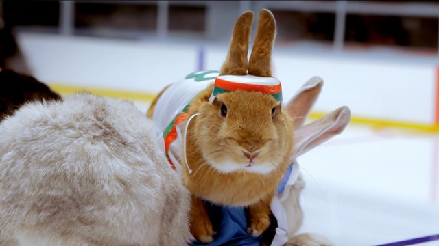 Video Reference: rabbit, rabits and hares, fauna, domestic rabbit, whiskers, fur, snout