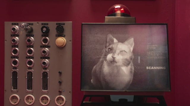 Video Reference: Cat, Small to medium-sized cats, Felidae, Technology, Kitten, Ear, Whiskers, Person