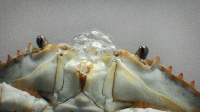 Video Reference: crab, decapoda, crustacean, invertebrate, dungeness crab, seafood, fauna, close up, organism, animal source foods