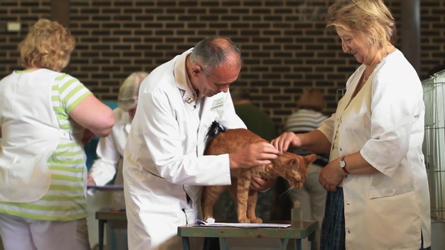 Video Reference: mammal, Person