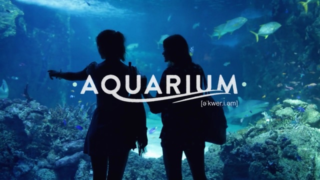 Video Reference: underwater, divemaster, water, marine biology, aquanaut, fun, organism, friendship, coral reef, sky