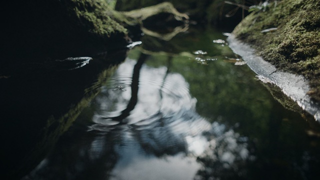 Video Reference: Water, Reflection, Nature, Water resources, Watercourse, River, Tree, Stream, Rock, Leaf