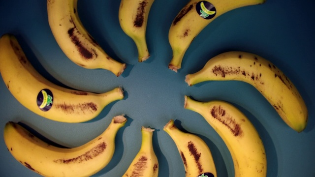 Video Reference: Vertebrate, Blue, Green, Automotive tire, Banana, Yellow, Organism, Aqua, Font, Banana family